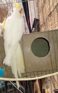 مژده  عروس هلندی مژده
