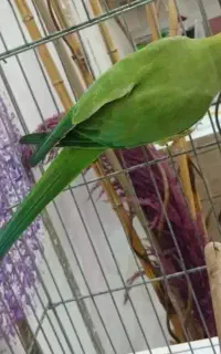 طوطی ملنگو کارداده سخنگو