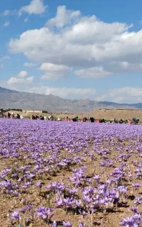 کارگر گل چیدن زعفران