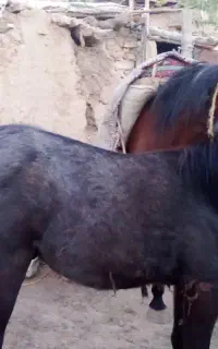 کره اسب