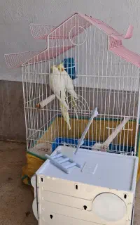 یک جوفت عروس هلندی