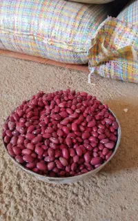 لوبیا قرمز درجه یک