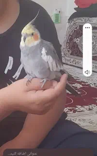 عروس هلندی نر