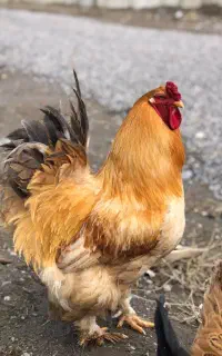 جوجه ۴۰ روزه