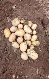 سیب‌زمینی سانتا درجه یک