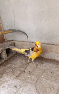 طاووس