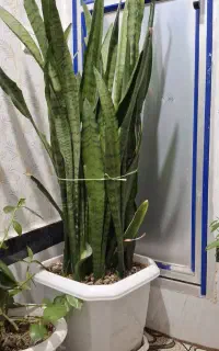 گل و گیاه