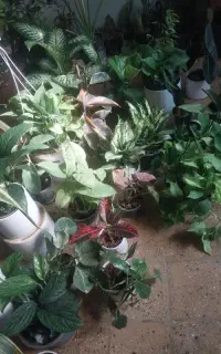 گل وگیاه طبیعی