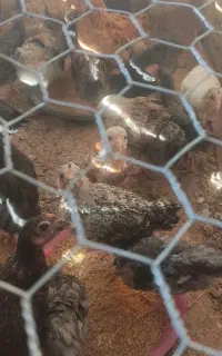 جوجه گلین لری مرغ خروس زبر زرنگ۳۵۰