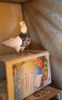 کبوتر طوقی