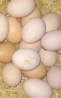 تخم مرغ محلی فروشی