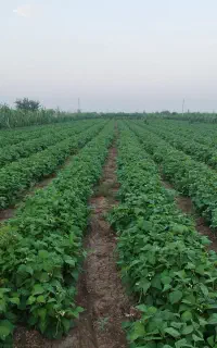 لوبیا سبز درجه 1 سوپر لوکس