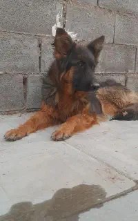 واگذاری سگ ژرمن شیپر ماده