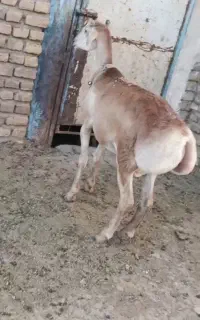 بره قوچی چینی