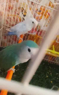 لوازم خیاطی بافتنی تا فردا