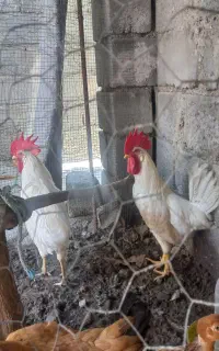 خروس