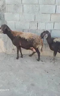 میش