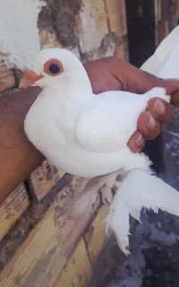 کود کبوتر