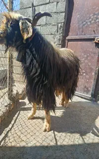 بز نر(ساورن)