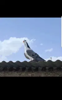 گمشده کبوتر