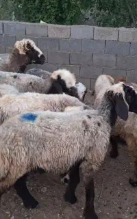 میش