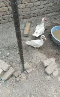 اردک اسرائیلی نروماده سفید