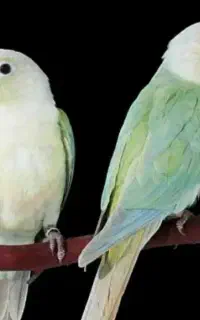 آکهی ۱۰۰هدیه ردبانگ