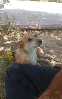 گمشده