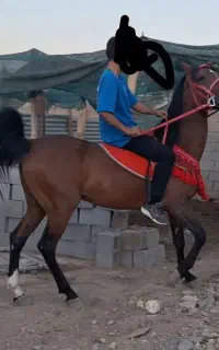برکت اسب