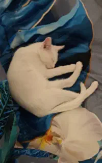 بچه گربه