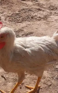 خروس
