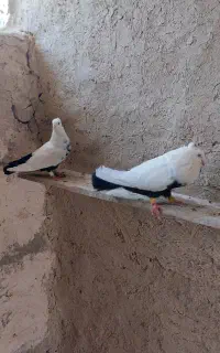 کبوتر دمبی