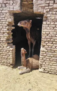 ارونه و هاشی