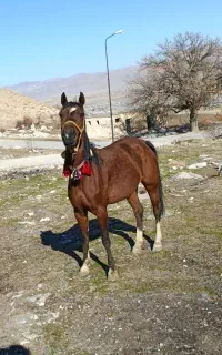 مادیان گمشده