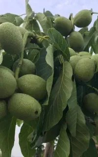 نهالستان بزرگ امام علی فروش نهال گردوبادام گیلاس..