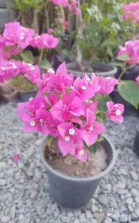 فروش عمده گل و گیاه