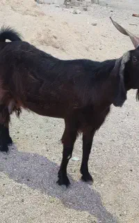 بز و میش چاق در جم