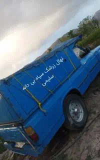 نهال زرشک سیاه بی‌دانه مقاوم(طلای سیاه) تیل، سلیمی