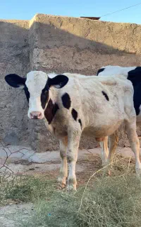 گوساله نر