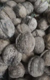گردو تکان