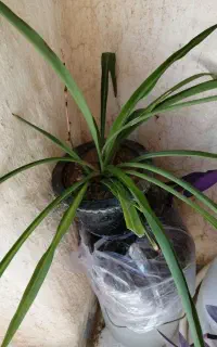 گل طبیعی