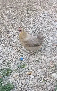 مرغ و جوجه فروشی