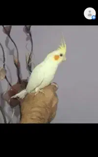 طوطی
