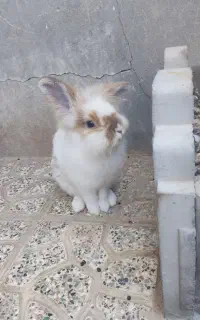 خرگوش لوپ