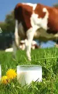 سلام مشتری ثابت میخوام شیر  برای لبنیاتی