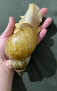 حلزون آلبینو آچاتینا