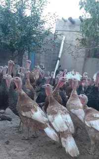 بوقلمون ماده۷ماهه