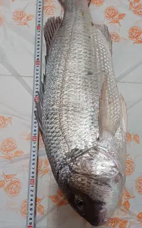 تور ماهیگیری صبور
