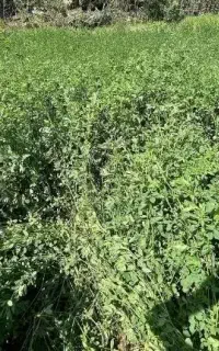 یونجه باغی