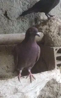 کبوتر نر مست